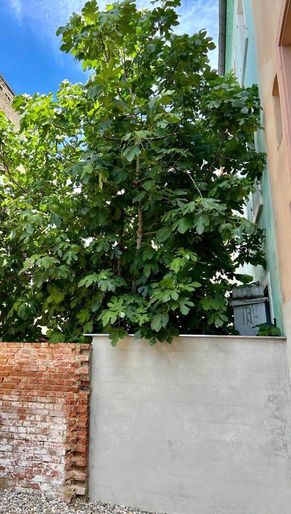 Rs-0 - Appartement F2 Au Rdc A Mulhouse Pour 1-3 Pers エクステリア 写真